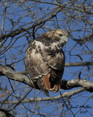 Red-tailed Hawk on my property.