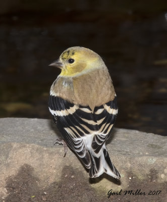 American Goldfinch