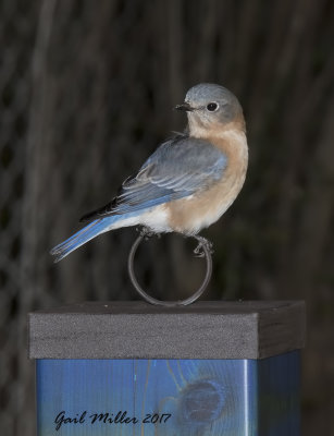 Eastern Bluebird