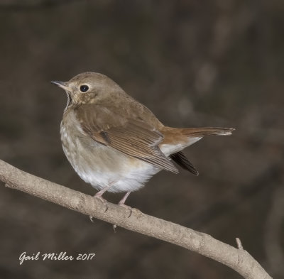 Hermit Thrush