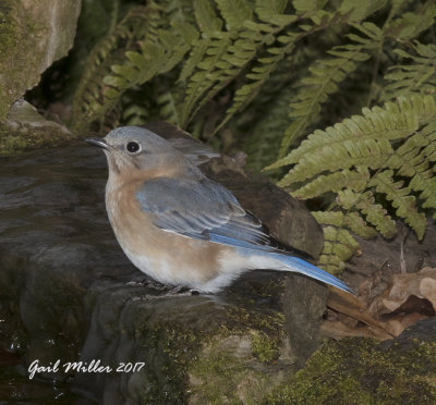 Eastern Bluebird