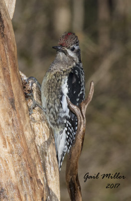 Yellow-bellied Sapsucker