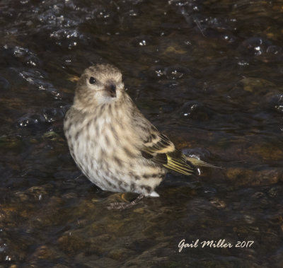 Pine Siskin
Water Feature Bird #73