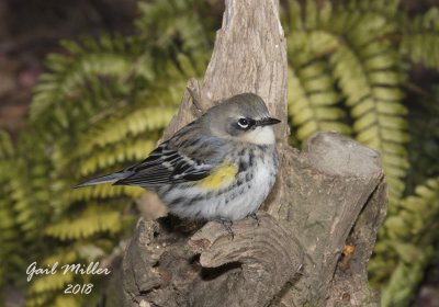 Yellow-rumped Warbler