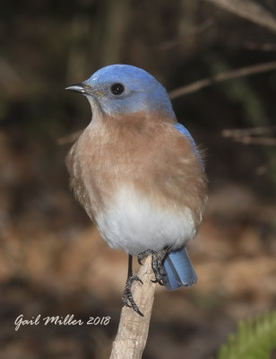 Eastern Bluebird