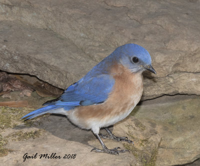 Eastern Bluebird