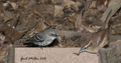 Yellow-rumped Warbler and Carolina Wren