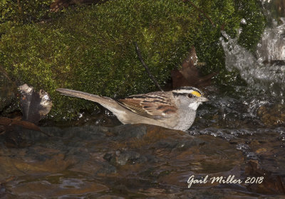 White-throated Sparrow