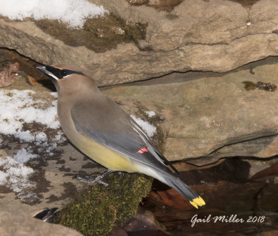 Cedar Waxwing