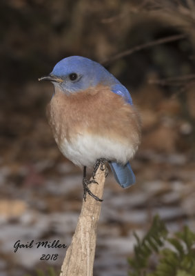 Eastern Bluebird