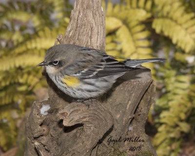 Yellow-rumped Warbler