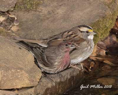 House Finch and White-throated Sparrow