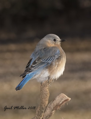 Eastern Bluebird