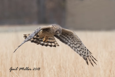 Northern Harrier, adult female, brown with yellow eyes