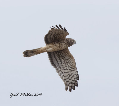 Northern Harrier, adult female, brown with yellow eyes
