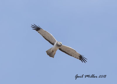 Northern Harrier, adult male.  Gray with yellow eyes. 