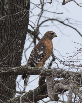 Red-shouldered Hawk