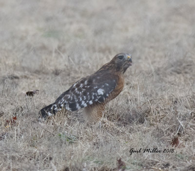 Red-shouldered Hawk