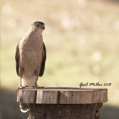 Cooper's Hawk stalking my bird feeder station.  Photo taken through my closed kitchen window. 