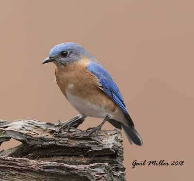 Eastern Bluebird