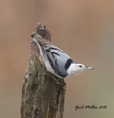 White-breasted Nuthatch