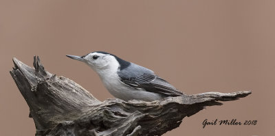 White-breasted Nuthatch