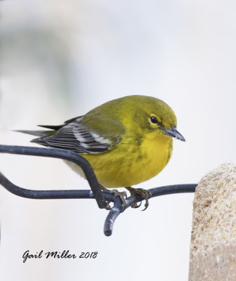 Pine Warbler