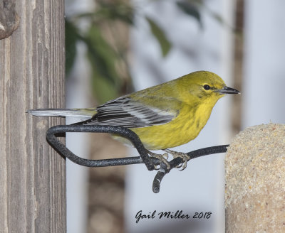 Pine Warbler