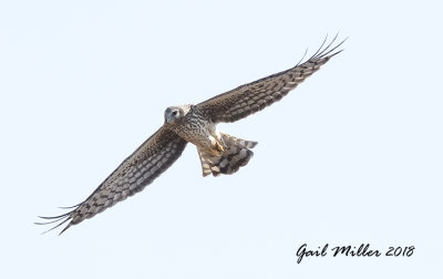 Northern Harrier