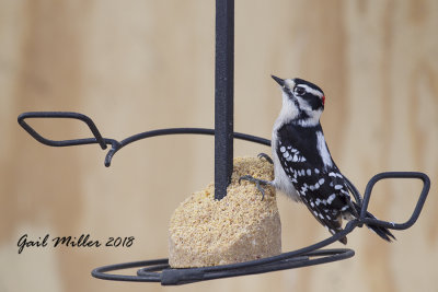 Downy Woodpecker, male