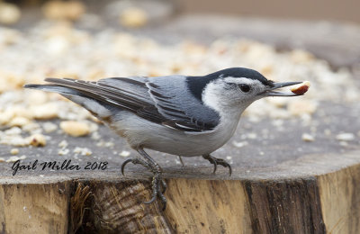 White-breasted Nuthatch