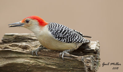 Red-bellied Woodpecker, male