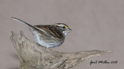 White-throated Sparrow