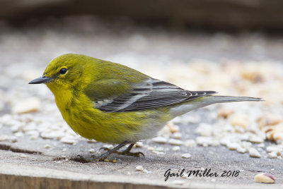 Pine Warbler