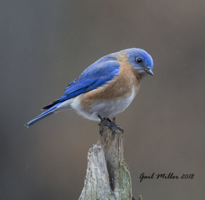 Eastern Bluebird