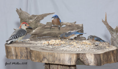 Red-bellied Woodpecker, male with Eastern Bluebird, male and females. 