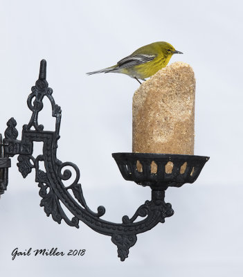 Pine Warbler