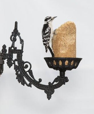 I bought this lamp holder at an antique mall.  I thought it would work well as a suet feeder.
Downy Woodpeckers, male on left, female on right. 