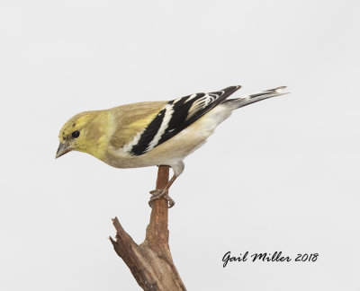 American Goldfinch