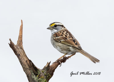 White-throated Sparrow