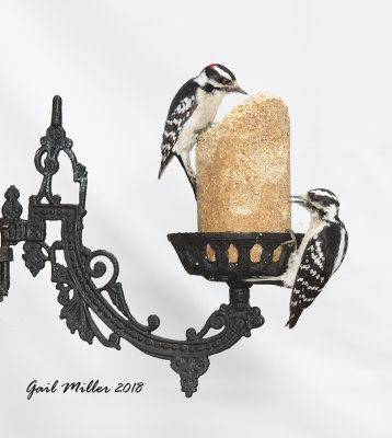 I bought this lamp holder at an antique mall.  I thought it would work well as a suet feeder.
Downy Woodpeckers, male on left, female on right. 