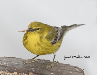 Pine Warbler