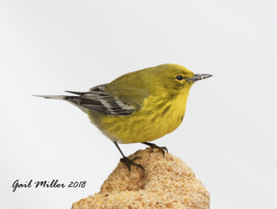 Pine Warbler