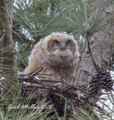 Great Horned Owl Nest At CHDC