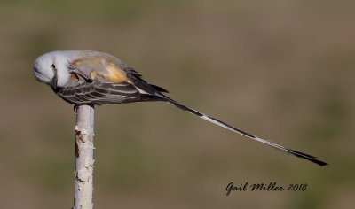 Scissor-tailed Flycatcher, male