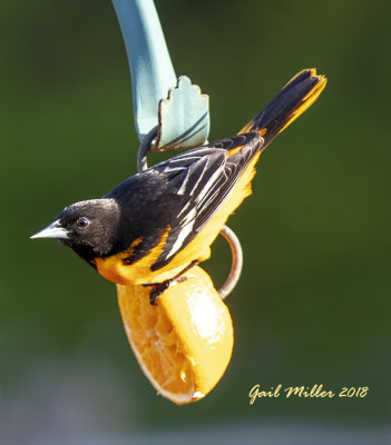 Baltimore Oriole, male