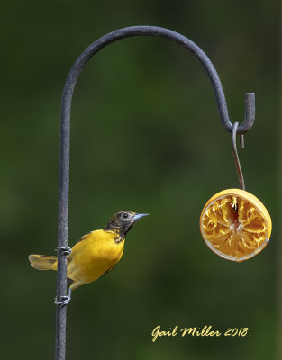 Baltimore Oriole, male