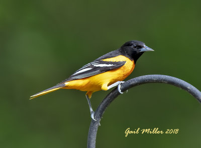 Baltimore Oriole, male