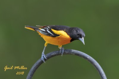 Baltimore Oriole, male