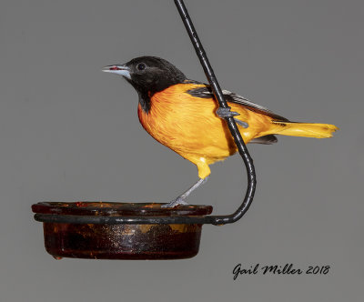 Baltimore Oriole, male